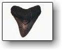 Fossil Shark Tooth