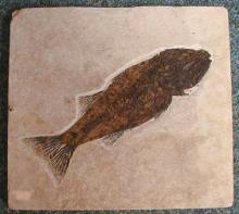 Knightia Fossil Fish, Green River Formation