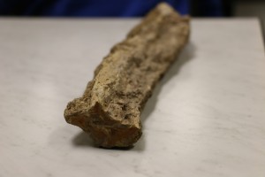 petrified wood end